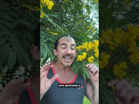 🌼🔥 Cassia fistula | Chuva-de-ouro