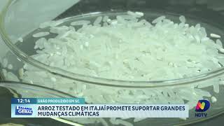 Nova variedade de arroz testada em Itajaí e promete menos desperdício