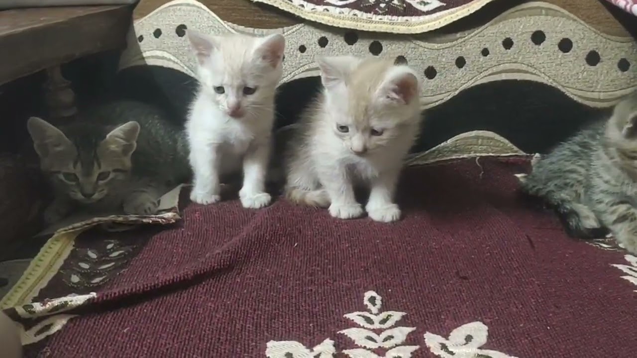 Persian cat ruba’s 4 kittens cutie, kitty, sweety, naughty in one frame 25-1-26