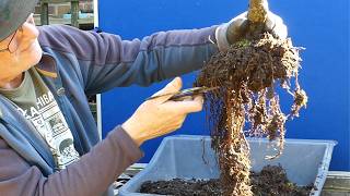 this Repot Changes Everything  Corkbark Elm Bonsai Development part 2