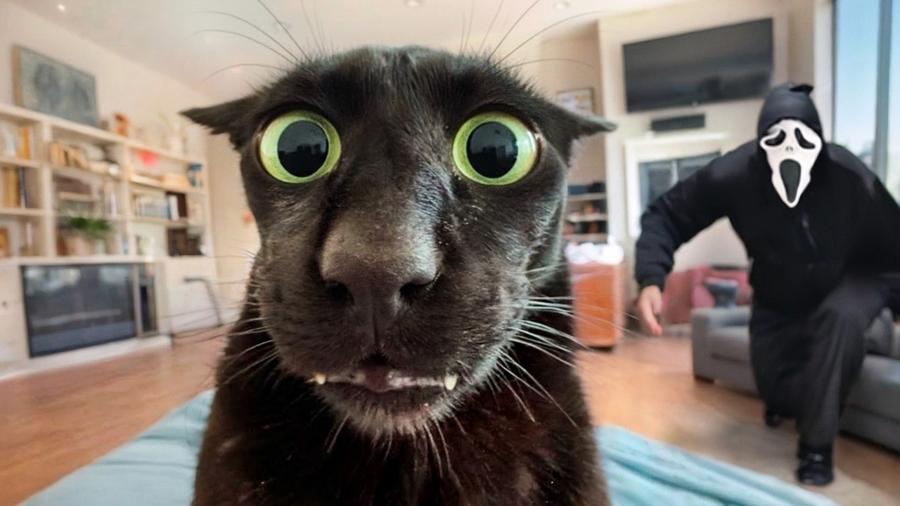 КОГДА ЖИВОТНЫЕ ИСПУГАЛИСЬ БЕЗ ПРИЧИНЫ