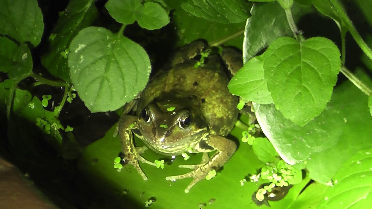 airshow schedule share Frog in my Pond at night Cambridge UK 15sep19 1229a