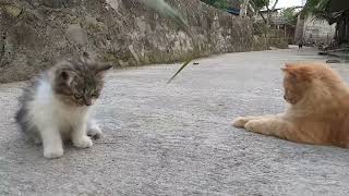 Anak Kucing Asyik Bermain Daun Kelapa Hijau..|| Kittens Having Fun Playing Green Palm Leaves..!!!