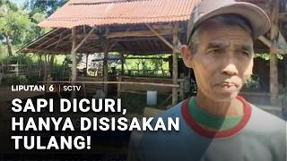 Sapi Dicuri, Hanya Disisakan Tulang | Liputan 6