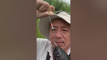 Câu cá lóc hugo U Minh Thượng sh