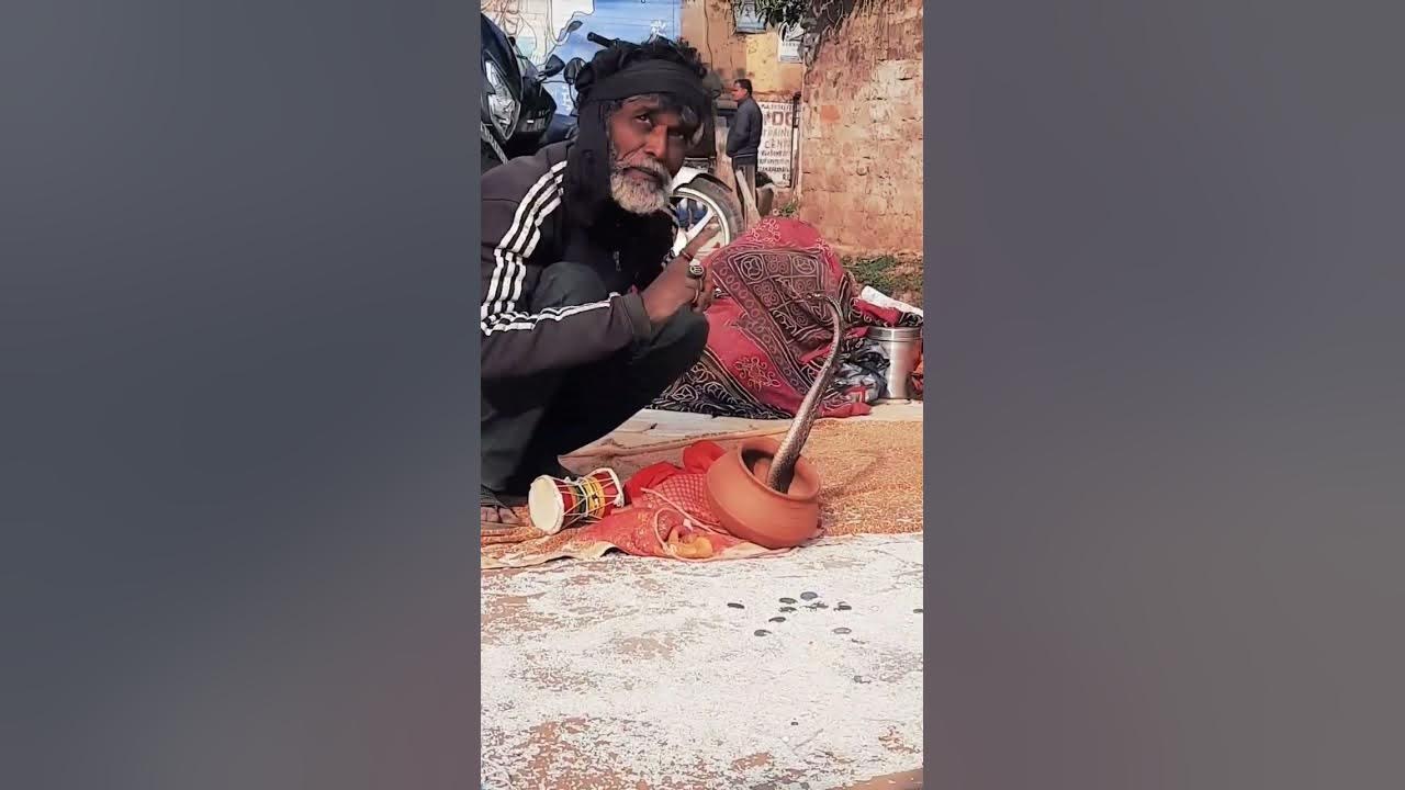 KING KOBRA 🐍 snake charmer #youtubeshorts