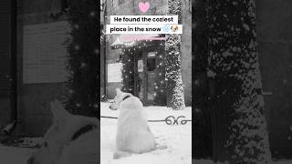 He Found the Coziest Little Shop in the Snow ❄️🐶 #dog #pets
