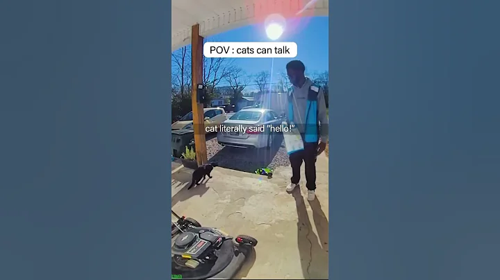 Video 11605581: kitten meowing, funny cats dogs, happy cat, cat funny game