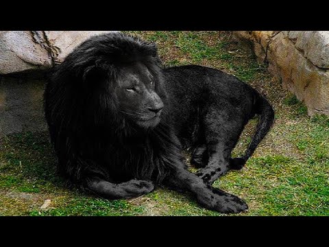 Video: Existiert ein schwarzer Löwe in der Natur?