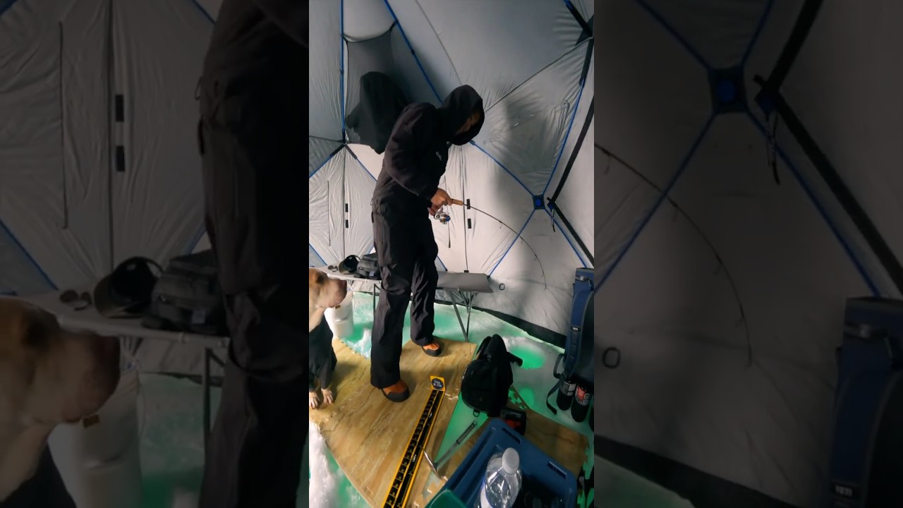 Big Lake Simcoe White Fish in our Ice Hut 