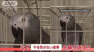 「はい、はい…」　誰もいないのに、やる気のない返事を繰り返すヨウムさん　なぜ？【羽鳥慎一モーニングショー】(2024年10月22日)