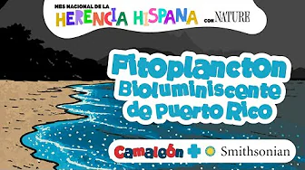 Fitoplancton bioluminiscente de Puerto Rico | Bioluminescent Plankton in Puerto Rico
