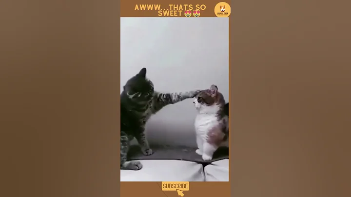 Watch the video about Funny Cat Videos 2022 😂🤣😹🐈 #35 #Shorts