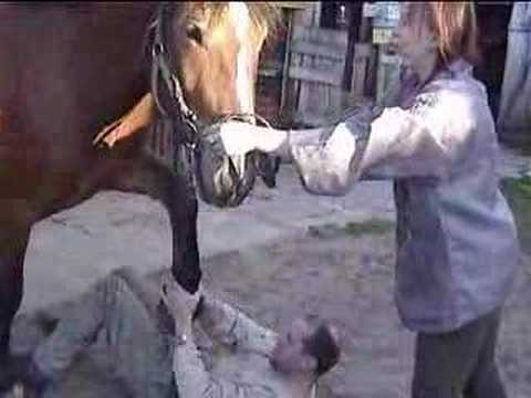 Horse standing full weight on me - One of my favorite stunt tricks with horses. It is possible to endure weight of horse (shoed with corks) without any problems.