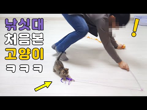 장난감 낚싯대를 생전 처음 본 <strong>새끼고양이의</strong> 놀라운 3가지 스킬 ㅋㅋㅋ