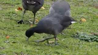 1031028 American Coot at Stanley Park,Vancouver 1