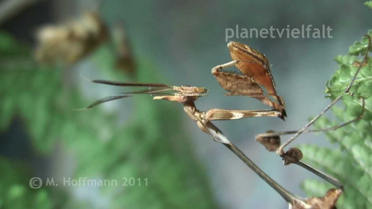 Fangschrecke Gongylus gongyloides, Wondering Violin Mantis