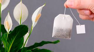 Just Put This On Top Peace Lily With No Flowers Suddenly Bloom