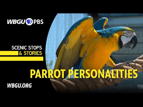 Hoobly Michigan Birds