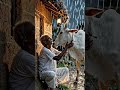 a cow's effection towards his owner .#indian's emotions studio.