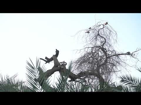 شجره بدون أوراق