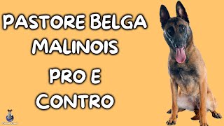 Pastore Belga Malinois: Pro e Contro