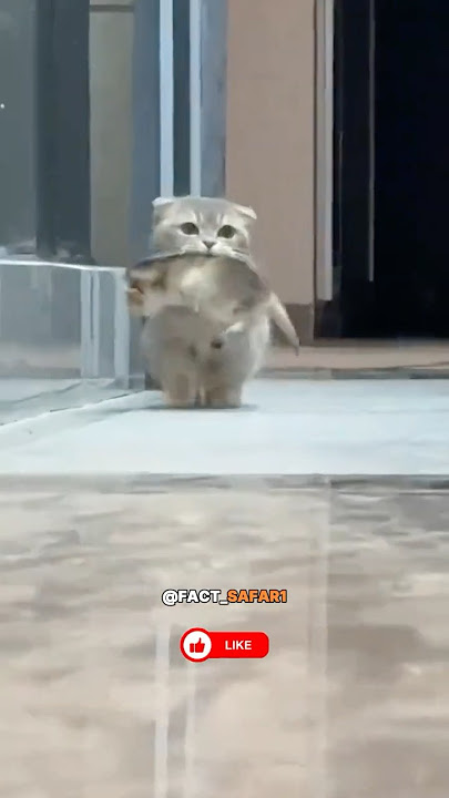 Why the Munchkin Cat Might Be the CUTEST Thing on Earth! 🐾 #cute