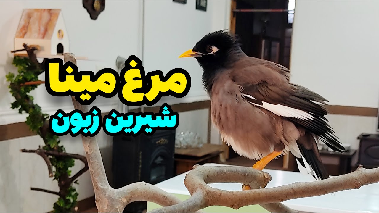 مرغ مینا سخنگو 🐦/ پرنده مینا - YouTube