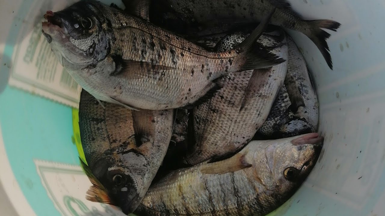 Bu sistem ile iskeleden karagöz yakalamak ÇOK KOLAY