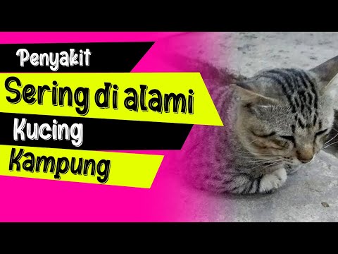 Video: Situasi Berbulu: Ketika Cat Hairball Normal dan Tidak Saat Ini