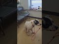 Po video