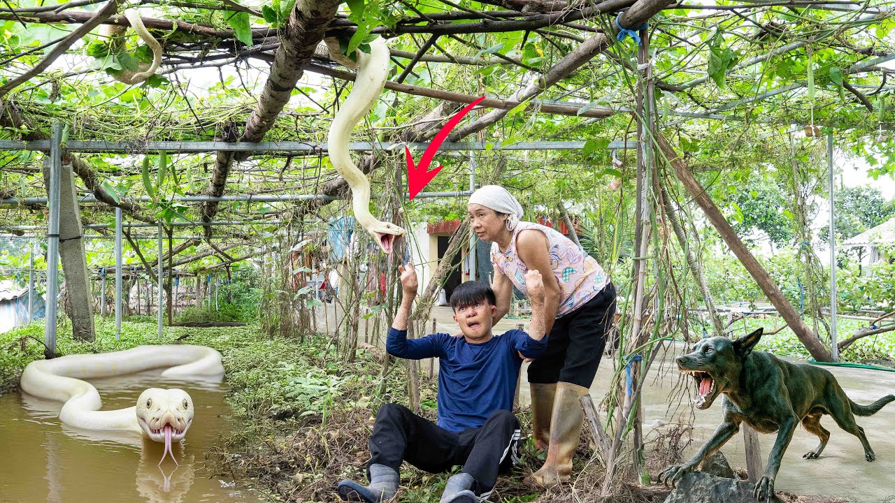 Smart Dog vs Giant Albino Python: Lucky Hunter Gets Help From an Elderly Woman | Lý Thị Hoa