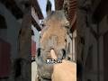 映画で走る馬の正体