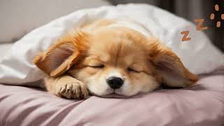 Pet music 寵物睡眠音樂 #dog cat #Shibainu #sleep #clam #relax #animallover #stay with you