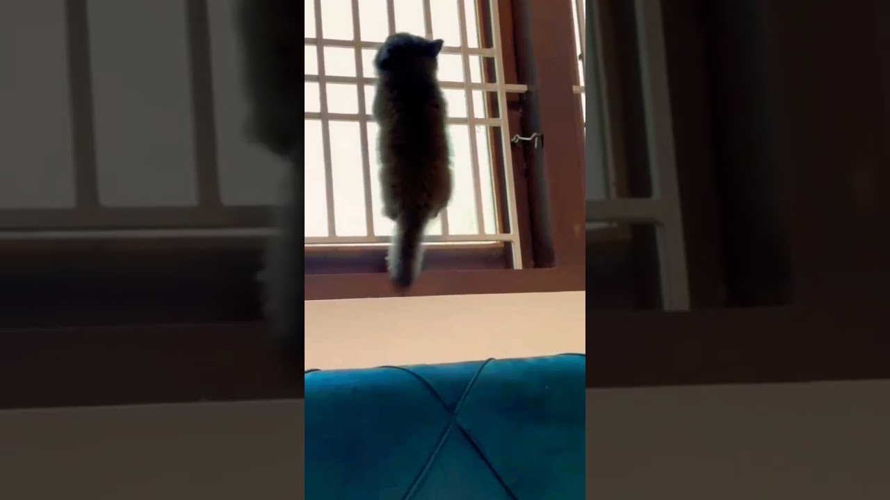 Tutorial troll face 🤣 