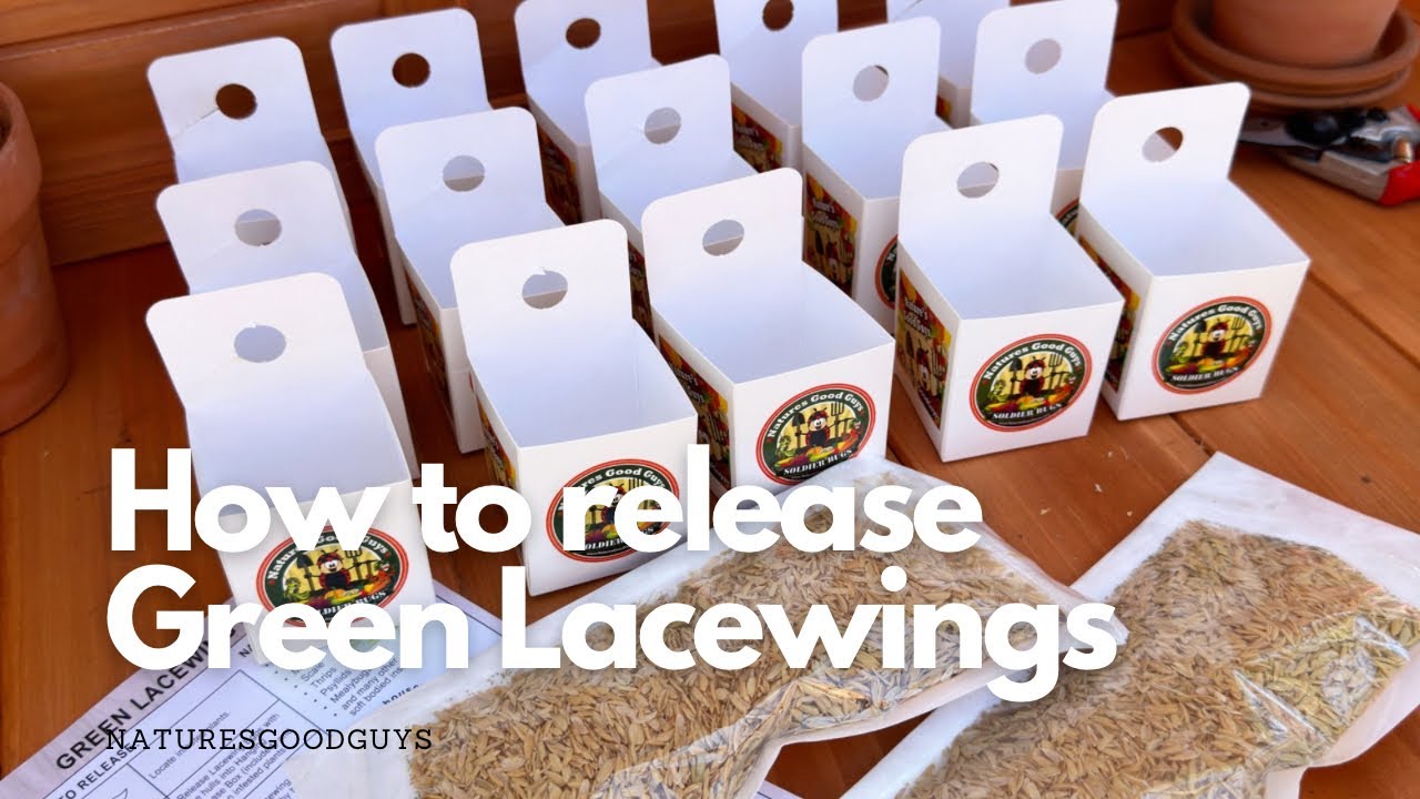 How to release Green Lacewings in rice hulls for natural pest control