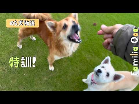 Special Training for a Stray Dog! [Miniature Dachshund and a