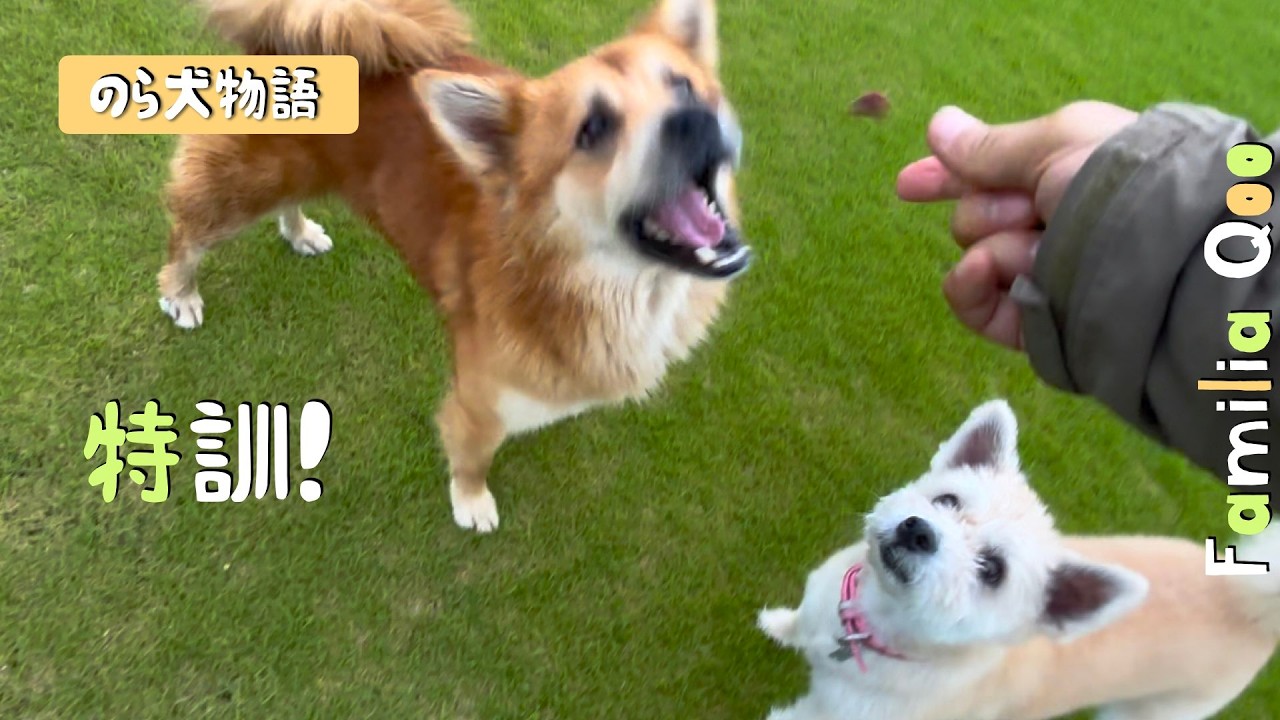 Special Training for a Stray Dog! [Miniature Dachshund and a