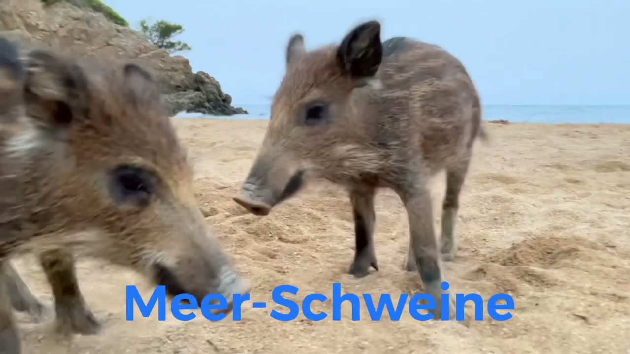 Haarbürste Aus Wildschweinborsten – Handgefertigt In Frankreich, Für Natürlichen Glanz