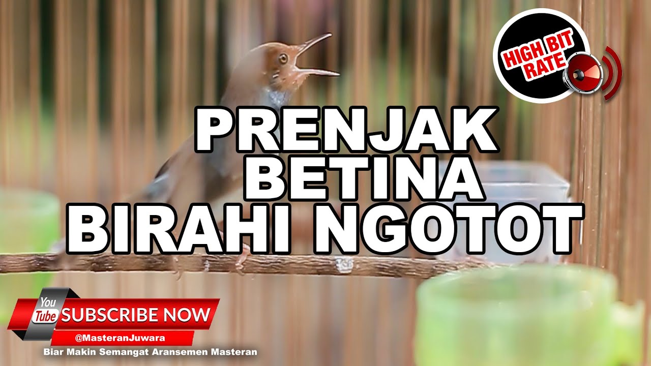 🔴Masteran Prenjak Betina Gacor Birahi❗️Mencari Jantan❗️
