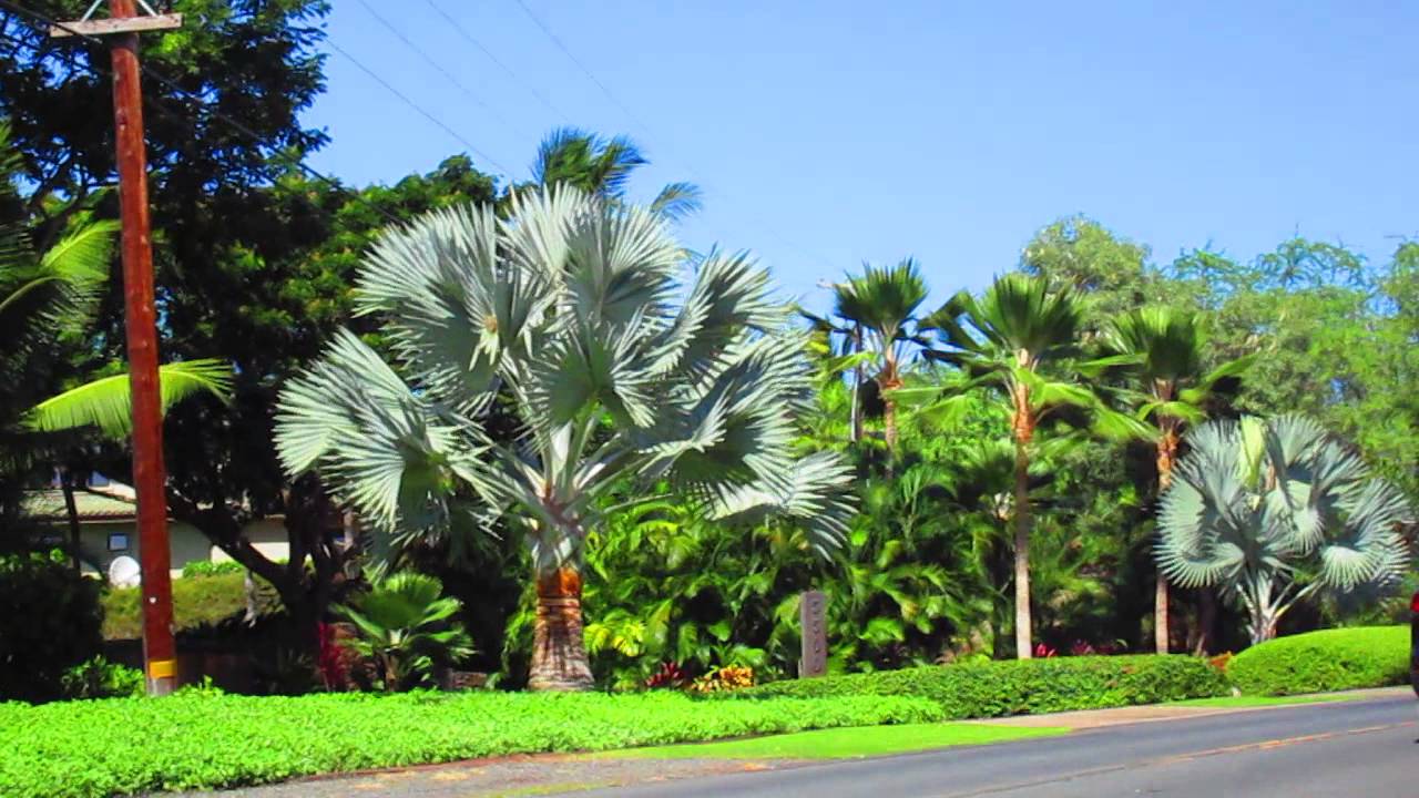 Bismarkia nobilis Palms on Maui