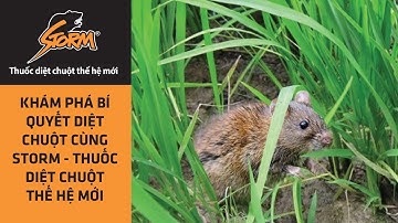 Khám phá bí quyết diệt chuột cùng Storm - Thuốc diệt chuột thế hệ mới