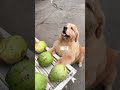 Golden Retriever Trade Time #shorts #dogs