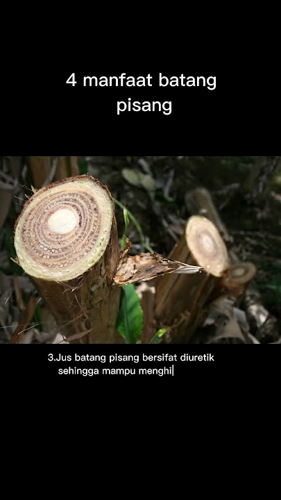 4 manfaat batang pisang buat kesehatan!! #fakta #unik