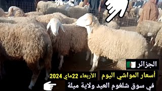 أسعار المواشي اليوم في سوق شلغوم العيد ولاية ميلة الجزائر/الأربعاء 22ماي 2024