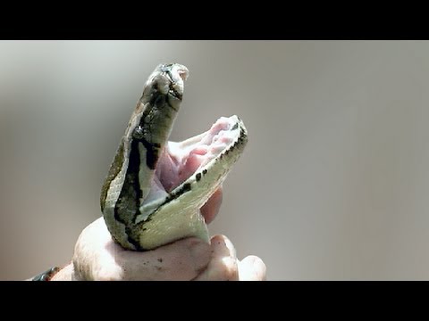 Python Hunters 01, Human vs Python - YouTube