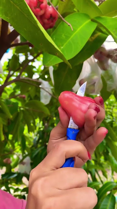 Panen jambu air citra #jambuair citra