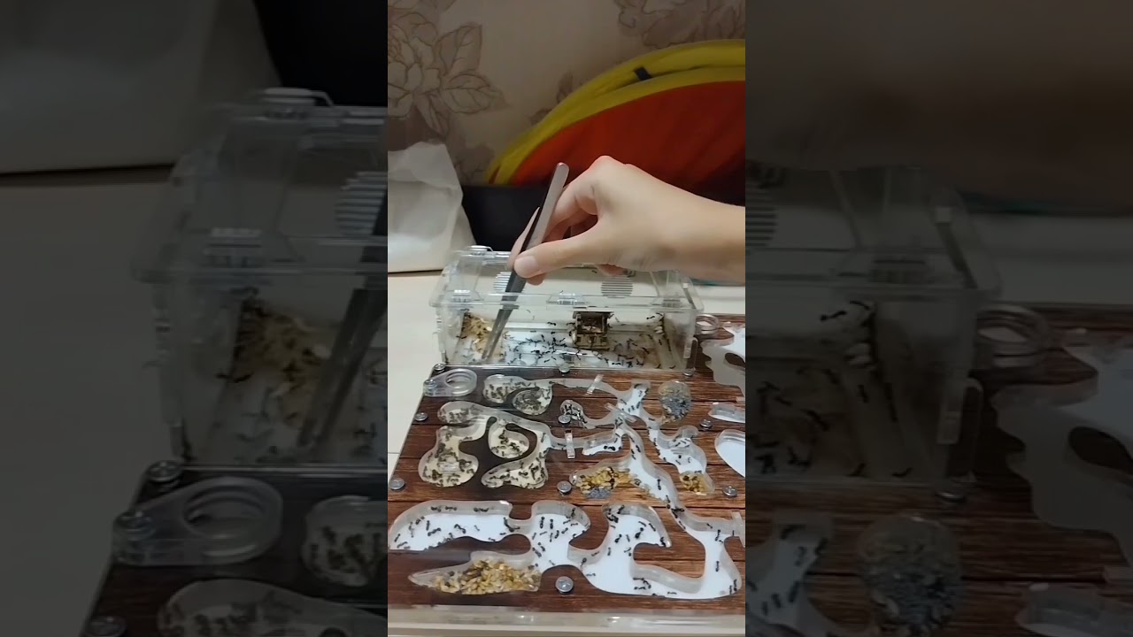 Уход за муравьями вида: Messor Structot 