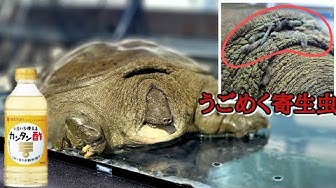 スッポン Youtube