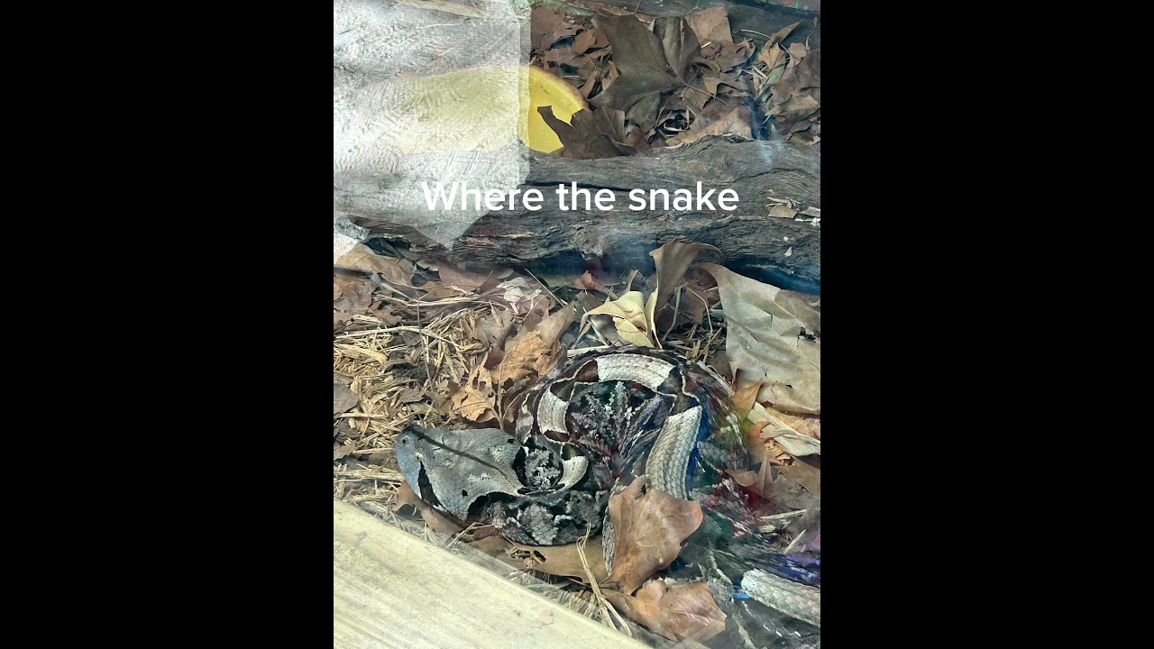 Where is the snake